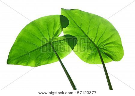 Taro Elephant Ears Leaves