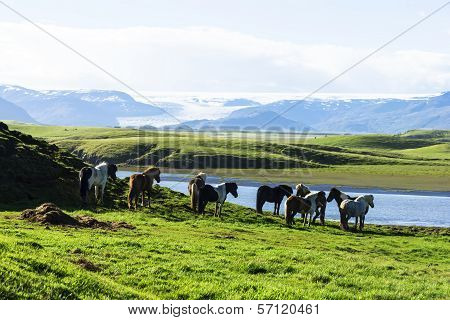 Funny Horses In The Fields Of Iceland