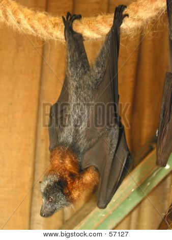 Bat...