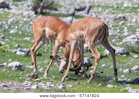 Male Black-faced Impala (aepyceros Melampus Petersi)