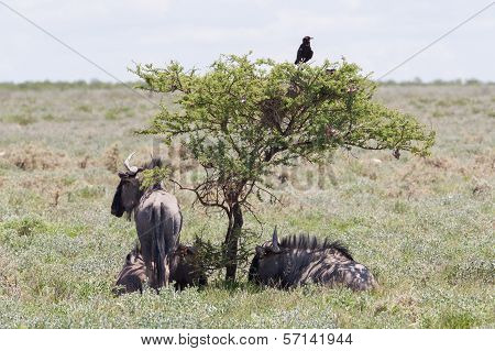 Wildebeest Seeking Shade At The Plains Of Etosha National Park