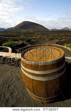 Screw Grapes Wall Crops  Cultivation Barrel