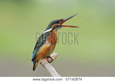 Open Your Mouth, Common Kingfisher (female) In Thailand