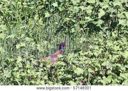 Beautiful Male Pheasant Hiding In Grass