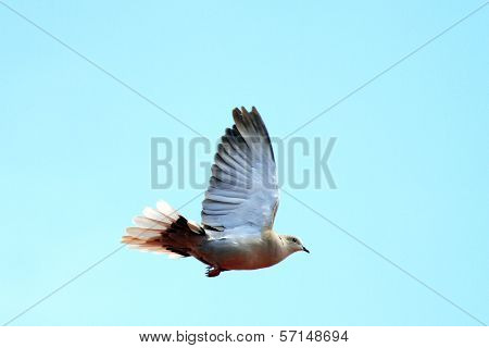 Turtledove In Flight Over Sky