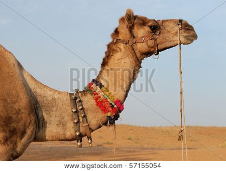 Camel