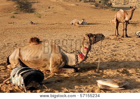 Camel