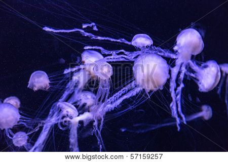 Beautiful Jellyfish Moving Slowly In Aquarium In Dubai