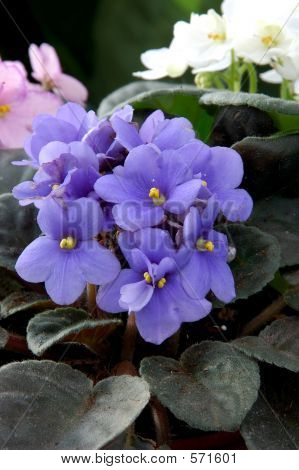 Violets แอฟริกัน (แอฟริกันไวโอเล็ต)