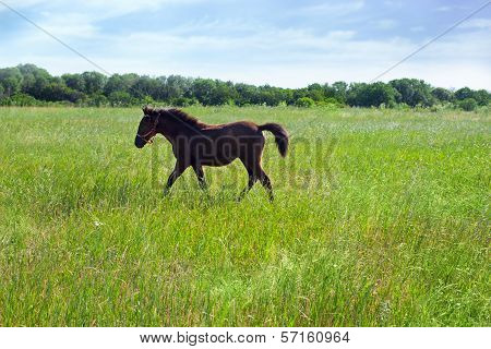 Beautiful Foal