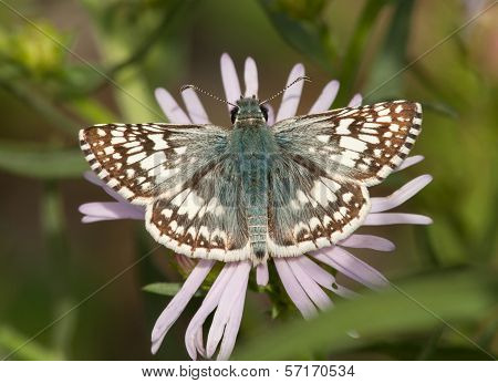 Common Checkered Skipper