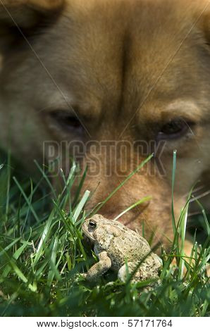 Dog With Toad