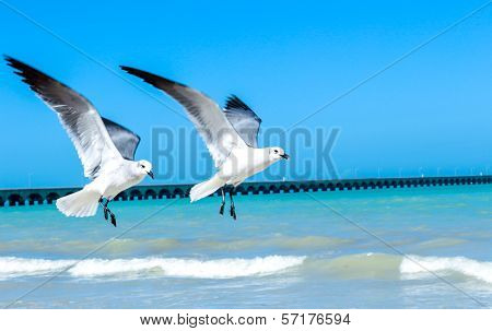 Flying Seagulls