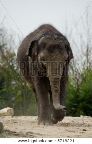 Elefant v Zoo