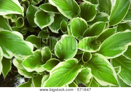 Hosta
