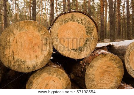 Sawn Logs Stacked In The Forest