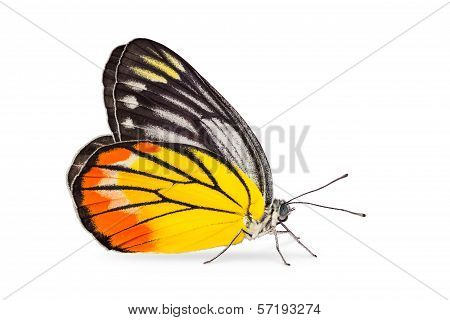 Painted Jezebel Butterfly