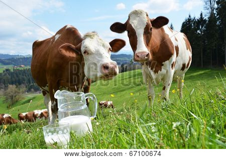 Milk and cows. Emmental region, Switzerland 