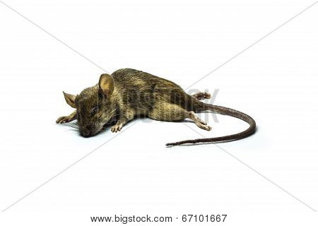 Dead Rat
