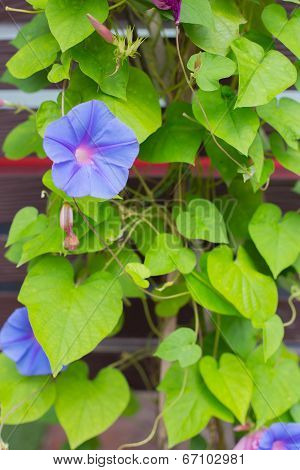 Beautiful Flower On Wooden Board