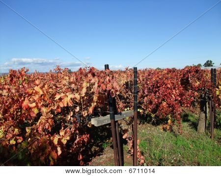 Vigneto