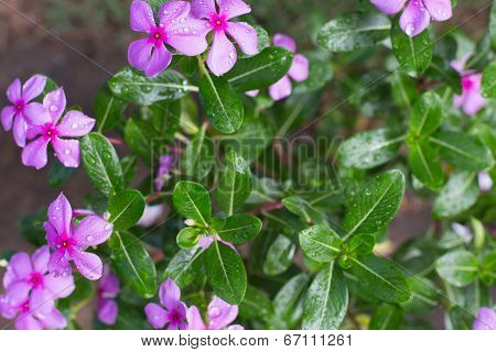 Beautiful Flower
