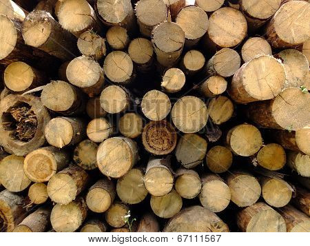 Wood.
