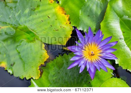 Lotus Flower