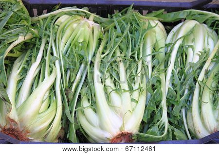 Chicory