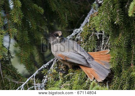 siberian jay