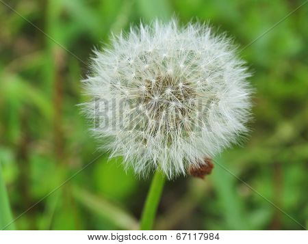 White fluffy dandelion