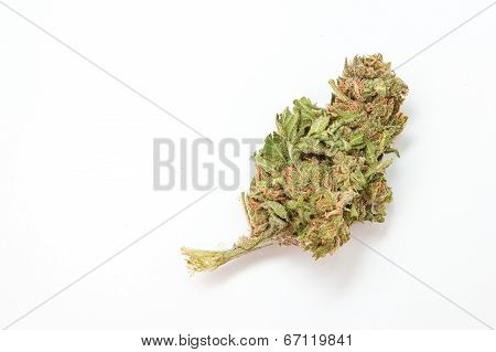 Marijuana bud