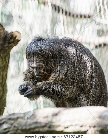 Black-mantled Tamarin (saguinus Nigricollis Graellsi)