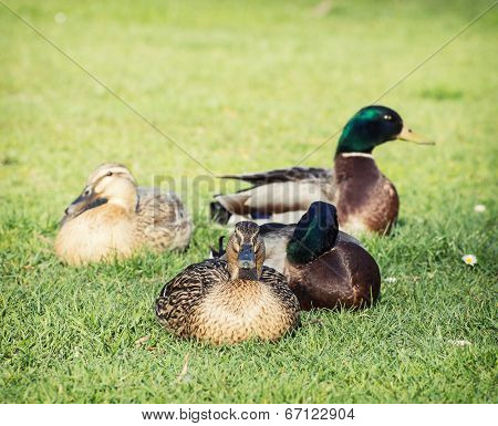 Small Group Of Mallard Ducks In The Park