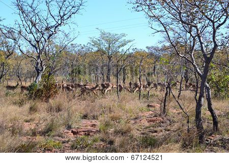 Wildlife Kudu's