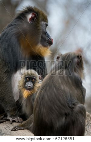 Mandrill Family