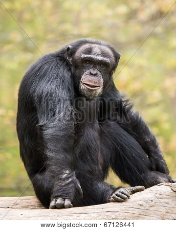 Chimpanzee