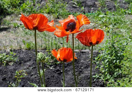 Big Red Poppies In A Garden.