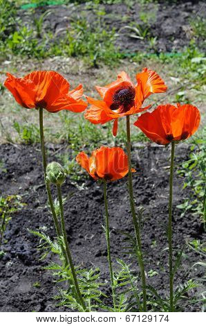 Big Red Poppies In A Garden.