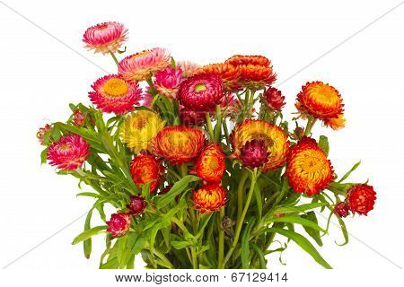 Everlasting flowers