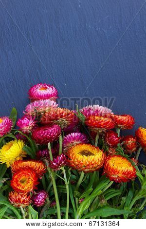 Bouquet of Everlasting flowers