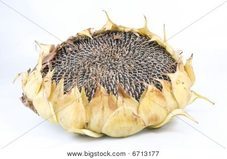 Sonnenblume