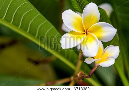 Plumeria Or Frangipani.