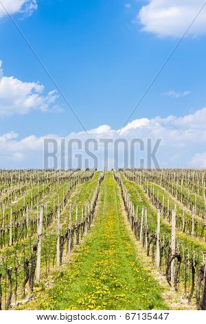 vineyard called Sonberk, Czech Republic