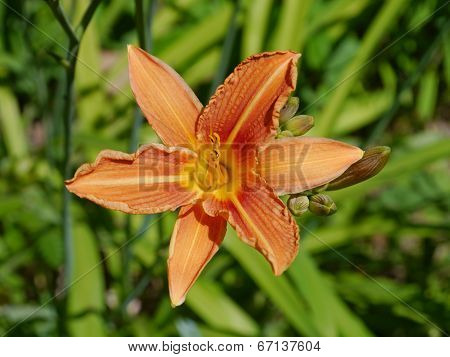 daylily