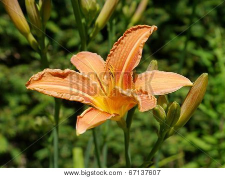 daylily