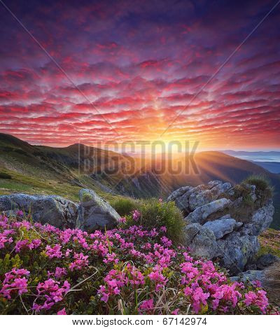 Fabulous sunrise in the mountains. Beautiful summer landscape with flowers of rhododendron. Meadow with red flowers
