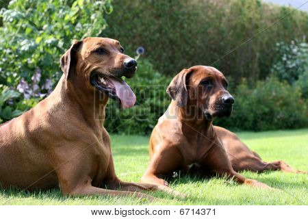 iki rhodesian ridgebacks