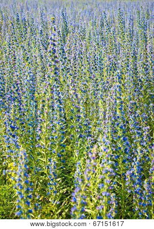 Echium In Nature