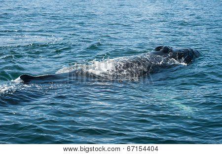 Mighty Humpback whale (Megaptera novaeangliae) seen from the boat near Husavik, Iceland